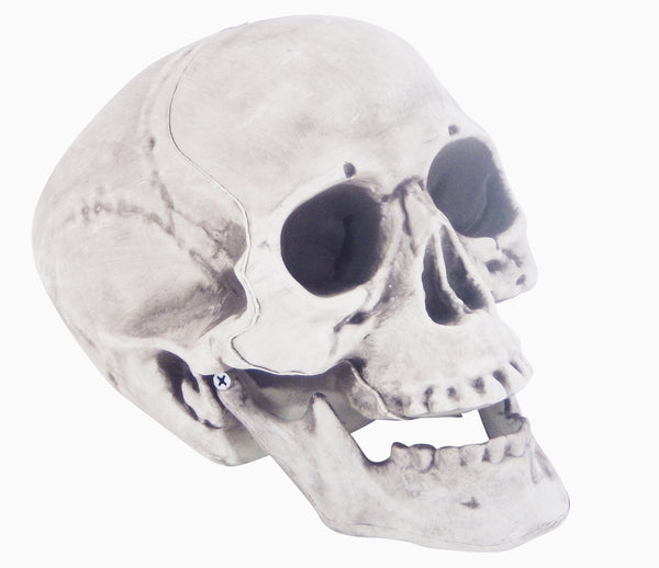 Skeleton Skull 24cm